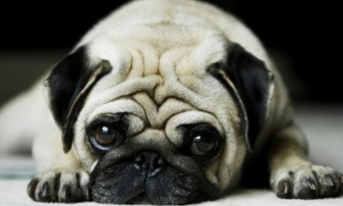 TJAC-Hotel de pet é condenado a indenizar tutora por morte de cão